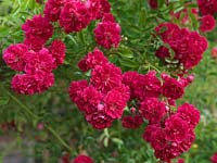 Rosa American Pillar, a vigorous, carmine pink rambling rose