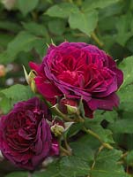 Rosa L. D. Braithwaite, a dark red modern shrub rose with large, rich dark crimson, double flowers with a pleasing scent.
