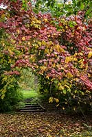 A wooden support swamped by crimson glory vine, Vitis coignettiae, a vigorous deciduous climber with large green leaves that turn bright red in autumn.