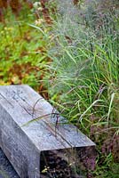 Panicum virgatum 'Shenandoah', Foeniculum vulgare. Wooden bench.