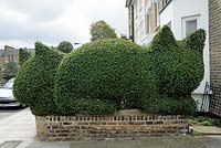 Cat topiary cut from Privet by Tim Bushe around a front garden in Highbury, London Borough of Islington.