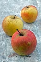 Malus domestica - Apple 'Arlington Pippin', heritage apples on old wooden table.