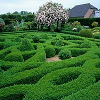 Knot garden created in clipped box hedges, balls and pyramids on gravel. Abutts arbour with Rosa Pauls Himalayan Musk and beds of shrubs, roses and perennials.