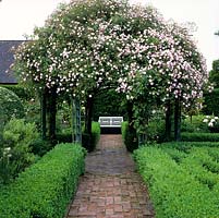 Reclaimed brick path edged in clipped box hedges leads beneath arbour with Rosa Pauls Himalayan Musk to white bench in tranquil corner.