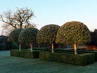 A formal garden with frosted Ligustrum japonicum trees underplanted with hedges of Buxus sempervirens.