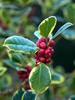 Ilex aquifolium 'Golden van Tol', a variegated form with nearly spineless leaves and red winter berries