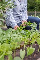Woman harvesting Bok Choy syn. Pak Choi 'White Stem' in a raised vegetable bed