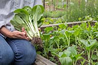 A woman holding a fresh harvest of Bok Choy syn. Pak Choi 'White Stem', beside a raised vegetable bed