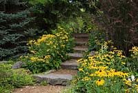 Large grey natural flagstone steps bordered by yellow Rudbeckia fulgida 'Goldsturm' in summer, Centre de la Nature public garden, Saint-Vincent-de-Paul, Laval, Quebec, Canada
