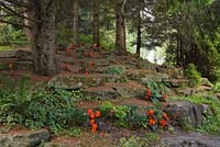 Picea - Spruce trees in woodland garden underplanted with red Begonia flowers and Lamium - Deadnettle ground covering perennial plants in summer, Centre de la Nature public garden, Saint-Vincent-de-Paul, Laval, Quebec, Canada