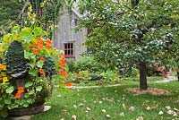 Old wooden barrel planter with orange Tropaeolum 'Alaska series', Brassica chidori - Ornamental Cabbage plants next to a Pyrus - Pear tree and old grey wooden barn covered with climbing Vitis - Vines in rustic backyard garden in autumn