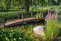 Salix - Weeping Willow tree and brown wooden footbridge over pond with Nymphaea and green Chlorophyta, Lythrum salicaria in front yard garden in summer
