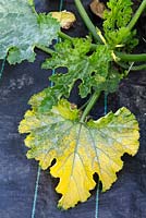 Yellowing of courgette plant leaves, possibly caused by dry or cold conditions