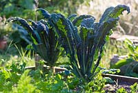 Cavolo Nero - Kale, growing in a raised bed in an allotment
