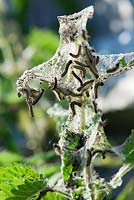 Small Tortoiseshell butterfly caterpillars - Aglais urticae, in communal web, larval tent on nettle