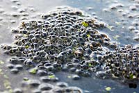 Common frog spawn of Rana temporaria, freshly laid