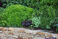 The Time In Between by Husqvarna and Gardena. Dry stone wall with planting of Pittosporum tobira 'Miss muffet', Heuchera 'Obsidian', Alchemilla mollis and Hebe buxifolia.