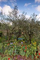 A Perfumer's Garden in Grasse. Cafe table beneath olive trees Olea europeaus with natural wild planting including aromatic plants borago, poppies and roses.