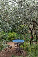 A Perfumer's Garden in Grasse, table, chairs and olive trees and natural planting.