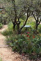 A Perfumer's Garden in Grasse, with very naturalistc planting representatiive of the surrounding landscape of Grasse