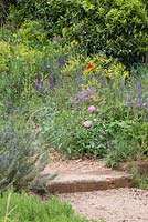A Perfumer's Garden in Grasse by L'Occitane. Detail of rustic gravel and sand path with step. Plants on either side include rosemary - Rosmarinus officinalis, Rosa centifolia, borage - Borago officinalis, woad - Isatis tinctoria, Salvia with orange - Citrus 