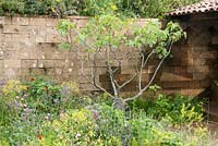 A Perfumer's Garden in Grasse by L'Occitane. Fig Tree, Ficus carica, growing against the garden wall, surrounded by overgrown roses and peonies and wild poppies.
