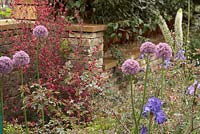 Royal Bank of Canada Garden. Allium and iris with Leptospermum scoparium 'Red Damask' and Rosa glauca syn rubrifolia. 