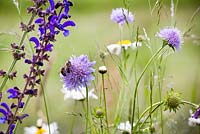 Knautia arvensis - Field Scabious with bees, Salvia pratensis and Meadow Clary
