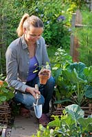 Woman planting nasturtium in vegetable bed with Brussels sprouts.
