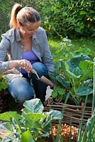 Woman planting nasturtium in vegetable bed with Brussels sprouts.