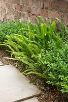 Growth development of Asplenium scolopendrium and Buxus sempervirens within the Shady Passage