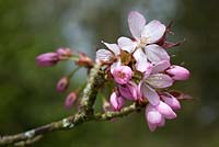 Prunus sargentii - Sargents Cherry