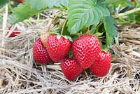 Strawberry - Fragaria x ananassa 'Vibrant'