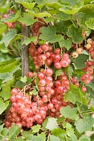 Ribes rubrum 'Gloire de Sablons' - Pinkcurrants on the bush