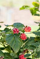 Virus causing small distorted fruits on Rubus, Tayberry Group 'Buckingham'
