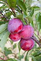 Prunus 'Flavor King'