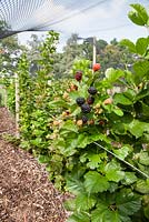 Rubus fruticosus 'Reuben' - Primocane Blackberry