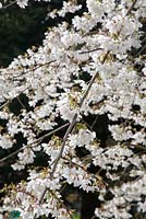 Prunus x yedoensis 'Ivensii'
