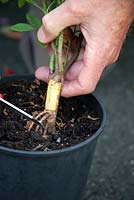 Cut a small capital T into the wood at the shaved base of the root stock, starting with an upward stroke. Rosa used as root stock