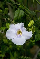 Solanum wendlandii - Costa Rican Nightshade
