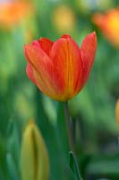 Tulipa 'Generaal de Wet', single early tulip