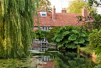 View across the pond towards the house. Gunnera manicata and willow tree reflected in pond
