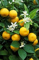 Citrus x citrofortunella microcarpa - calamondin orange, fruit and blossom with water drops on leaves. 