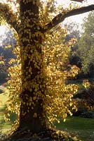 Hydrangea anomala ssp petiolaris trained up tree 