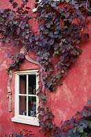 Vitis vinifera purpurea - purple leaves on red wall