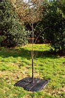 Young tree protected by spiral rabbit guard and mulched with weed suppressant fabric