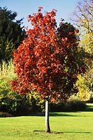Malus trilobata, crab apple with autumn colour. A young specimen in lawn, November