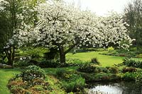 Prunus 'Taihaku' - Great White Cherry in spring country garden beside pond with caltha, iris, bergenia, April