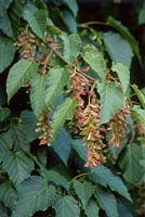 Acer capillipes - Snake-bark maple, winged seeds. September