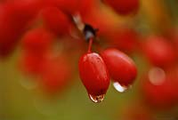 Cornus officinalis - Japanese cornelian cherry, fruit with water drops